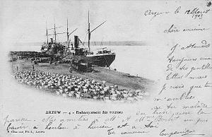 ARZEW embarquement des moutons 1909